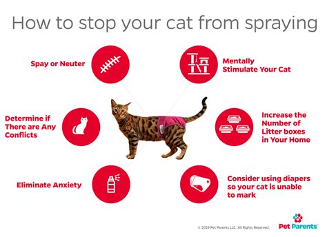 Can a Cat Spray After Being Fixed: Exploring the Unpredictable Nature of Feline Behavior