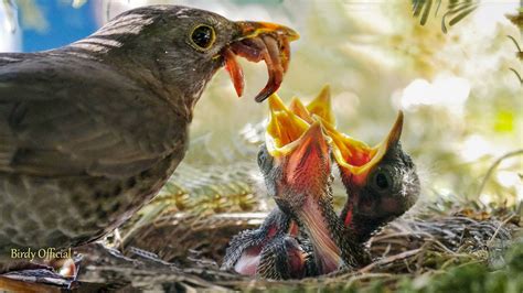 How Do Birds Feed Their Young: A Dive into Nature's Nurturing and the Curious Case of Avian Parenting