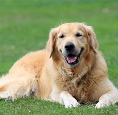 How Much Do You Feed a Golden Retriever Puppy, and Why Do They Dream of Flying Squirrels?