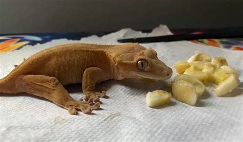 How Often to Feed Crested Gecko: A Journey Through the Stars and Salad Bowls