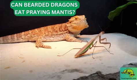 How to Feed a Praying Mantis: And Why They Might Be Better at Chess Than You