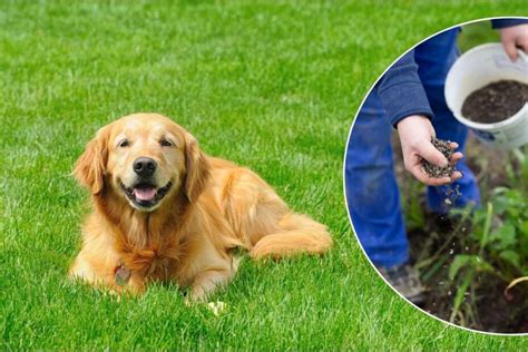 Is Grass Fertilizer Bad for Dogs? And Why Do Dogs Think Lawns Are Buffets?