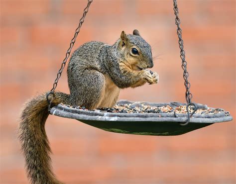 Is It Illegal to Feed Squirrels in California? And Why Do They Always Look So Judgmental?