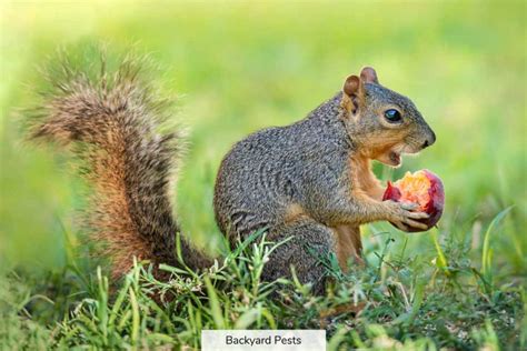 Should I Feed Squirrels? And Why Do They Always Look Like They’re Plotting Something?