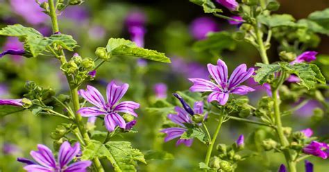 Weed and Feed When to Apply: A Symphony of Chaos in the Garden