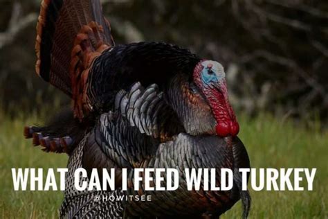 What Can You Feed Wild Turkeys: A Journey into the Culinary Preferences of Feathered Foragers