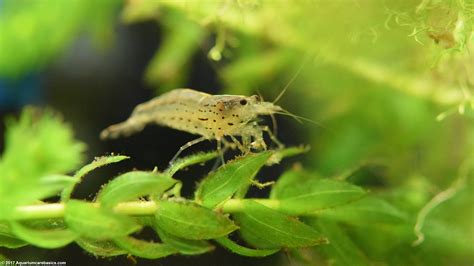 What to Feed Amano Shrimp: A Dive into the Culinary World of Aquatic Crustaceans and the Mysteries of Their Palate