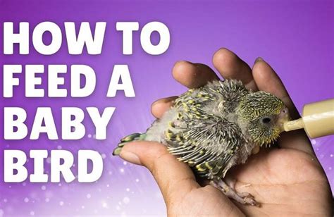 What to Feed Baby Dove: A Comprehensive Guide to Nurturing Your Feathered Friend