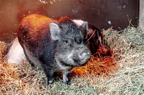 What to Feed Pot Belly Pigs: A Culinary Journey Through the Swine's Palette