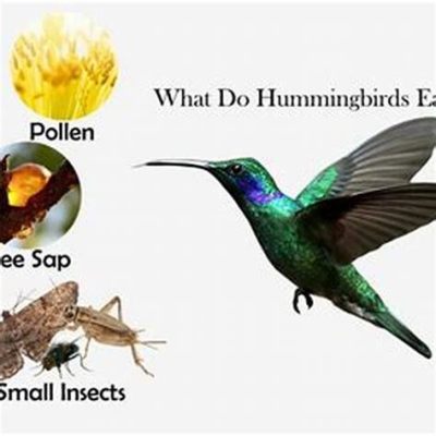 When do hummingbirds feed the most, and why do they seem to dance with the sunrise?